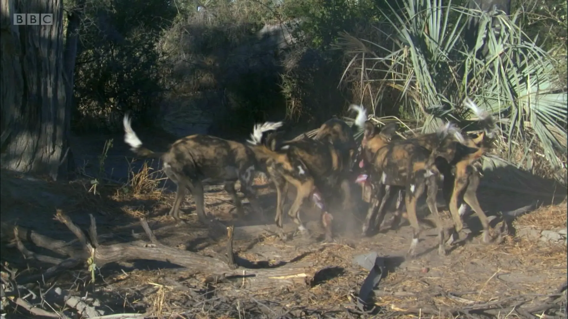Cape wild dog (Lycaon pictus pictus) as shown in Planet Earth - From Pole to Pole